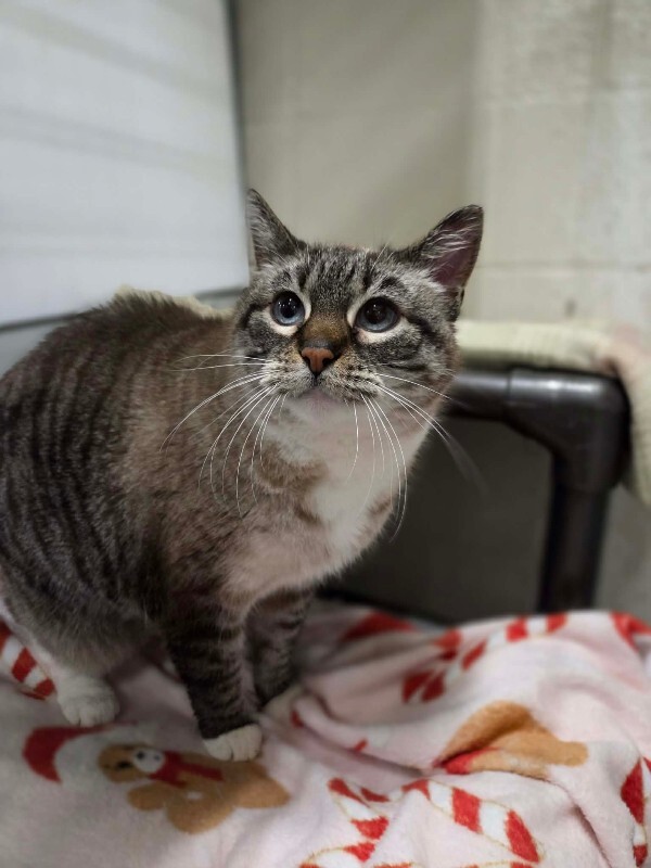 Picture of the Animal Listed