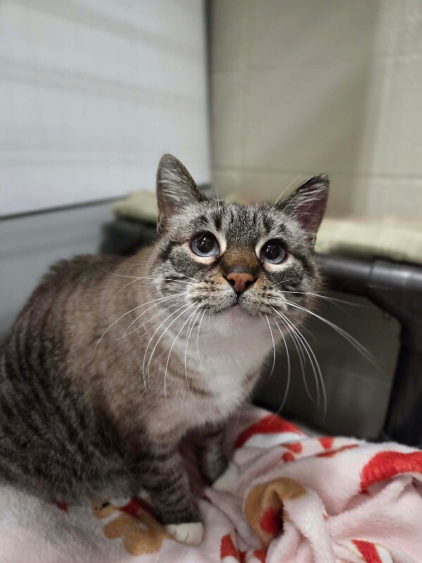 Picture of the Animal Listed