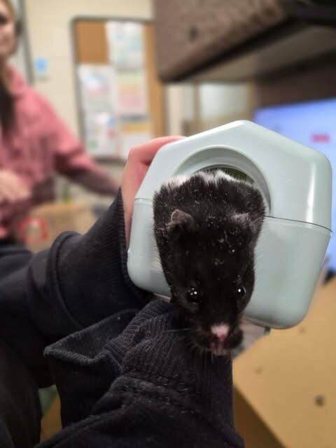 Picture of the Animal Listed