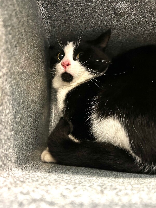 Picture of the Animal Listed