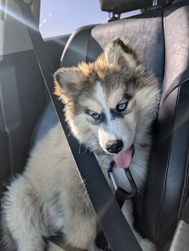 Picture of the Animal Listed