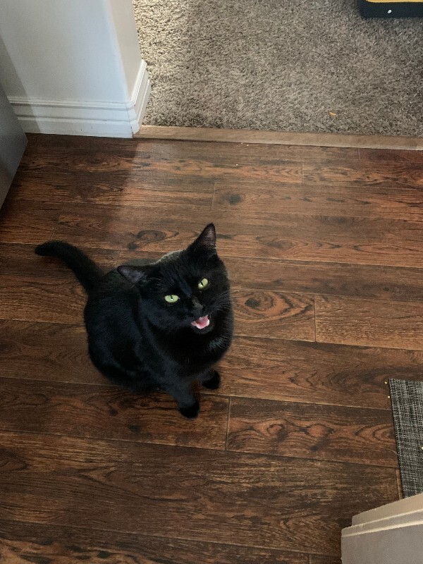 Picture of the Animal Listed