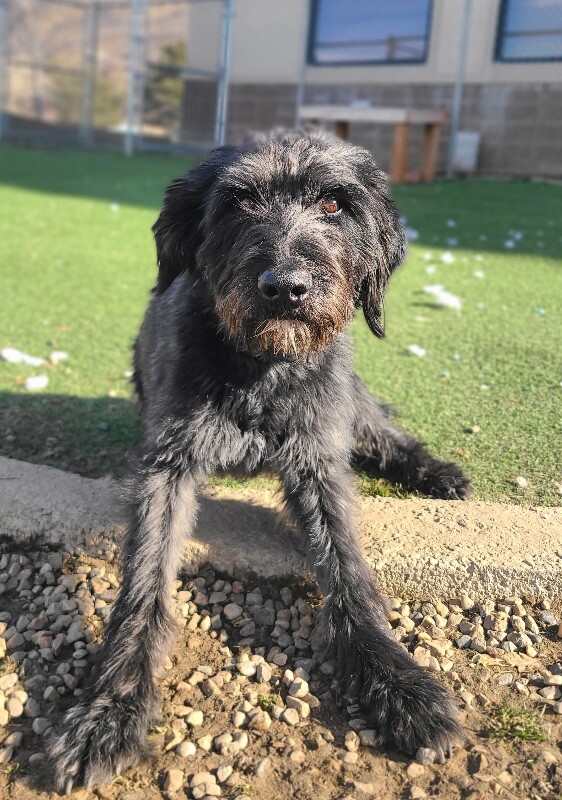 Picture of the Animal Listed