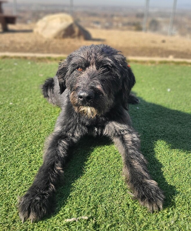 Picture of the Animal Listed