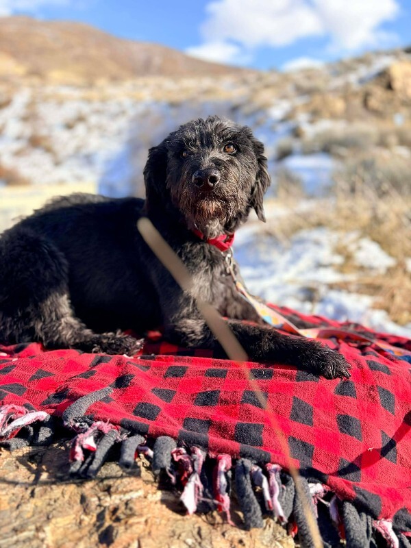 Picture of the Animal Listed