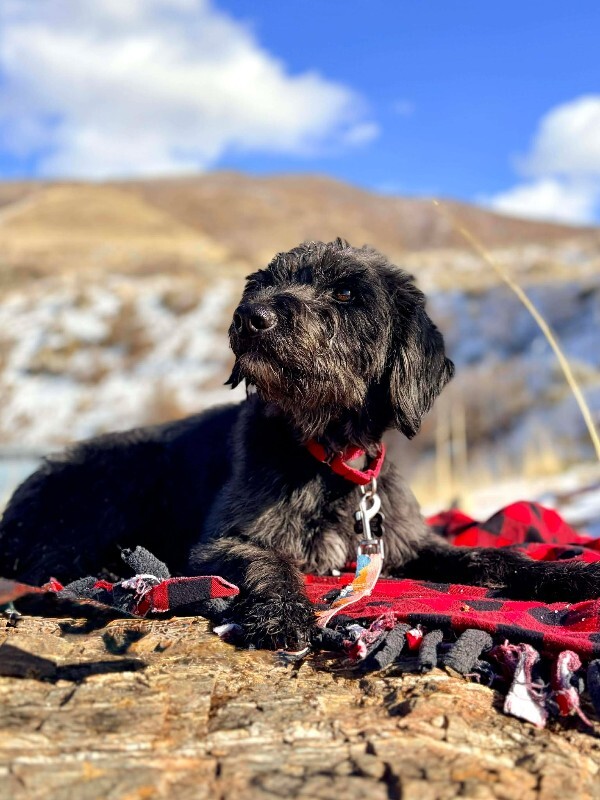 Picture of the Animal Listed