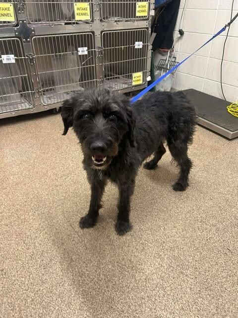 Picture of the Animal Listed