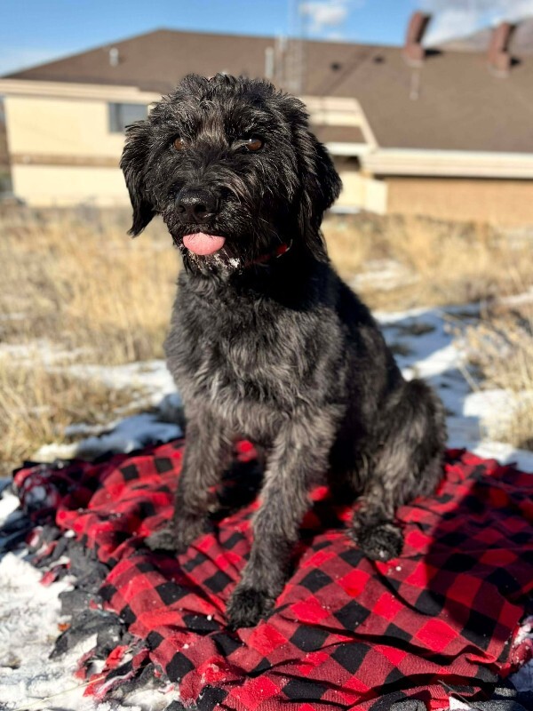 Picture of the Animal Listed