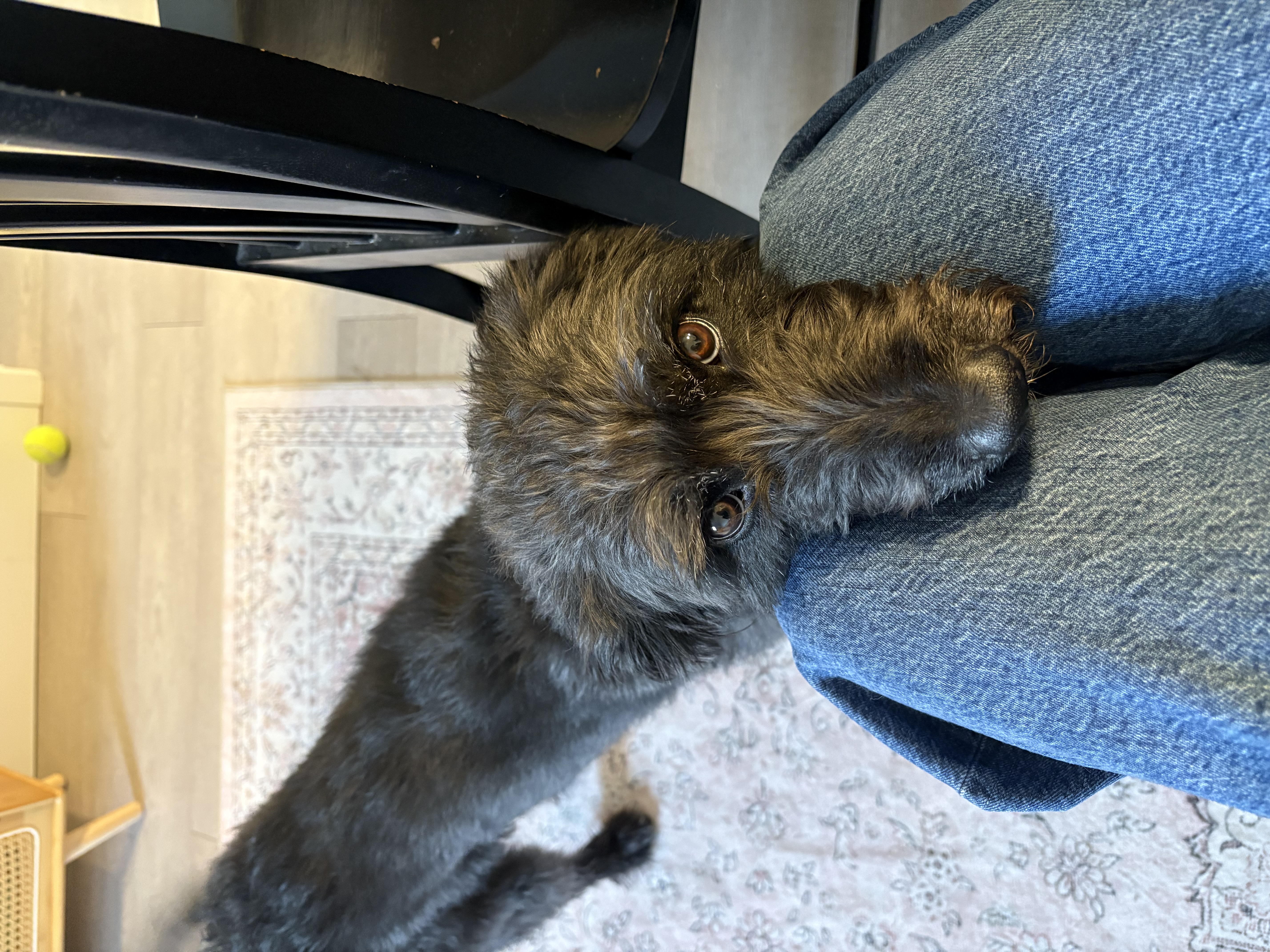 Picture of the Animal Listed