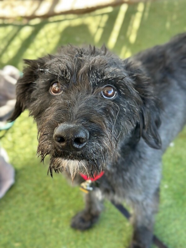 Picture of the Animal Listed