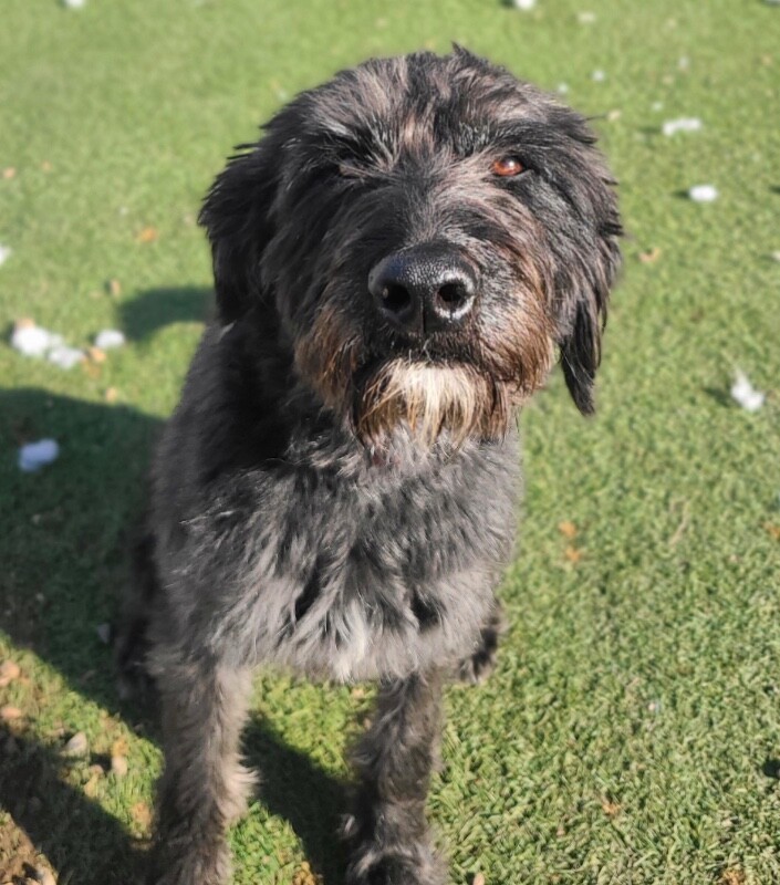 Picture of the Animal Listed