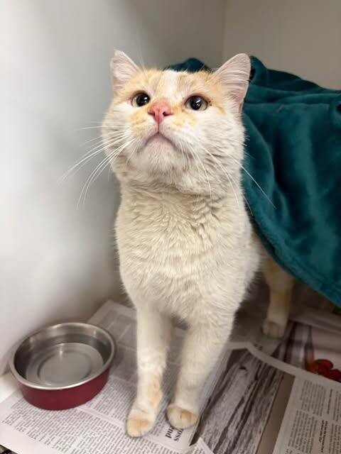 Picture of the Animal Listed