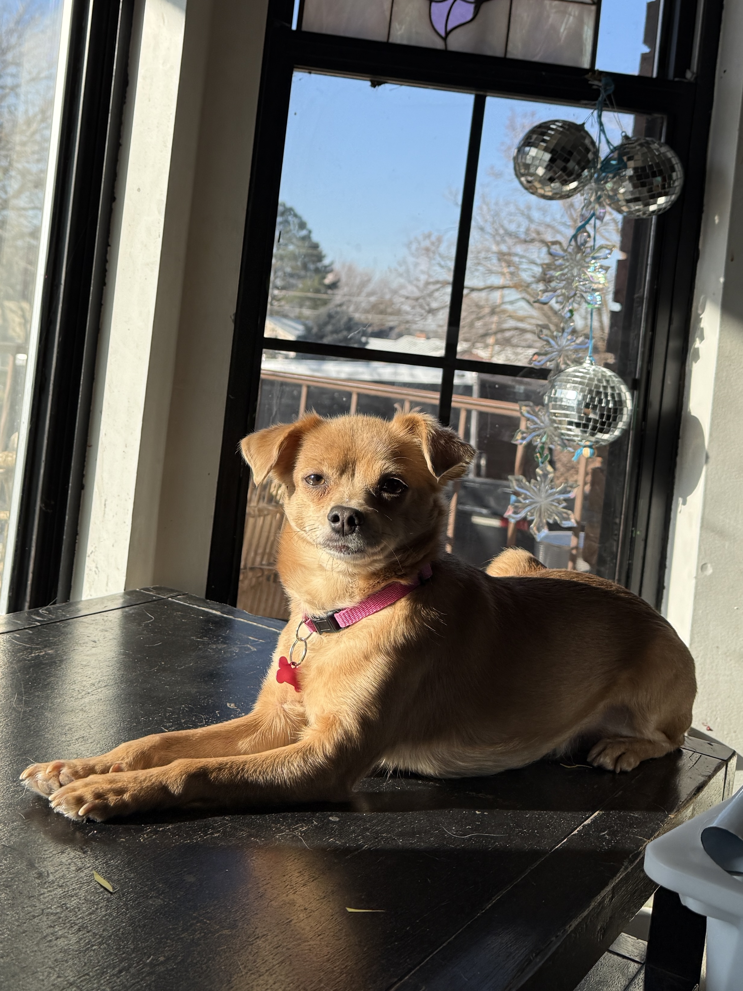 Picture of the Animal Listed