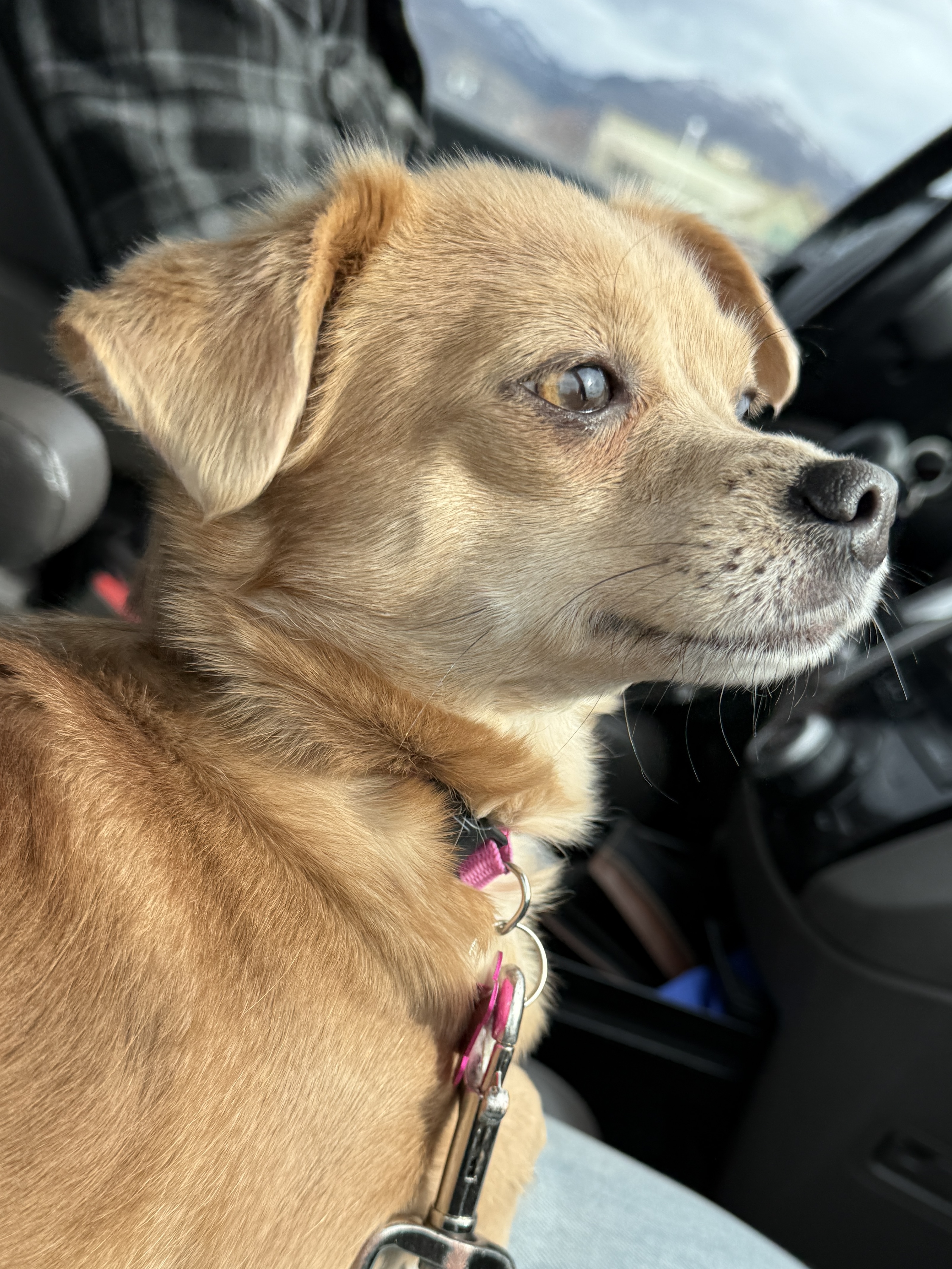 Picture of the Animal Listed