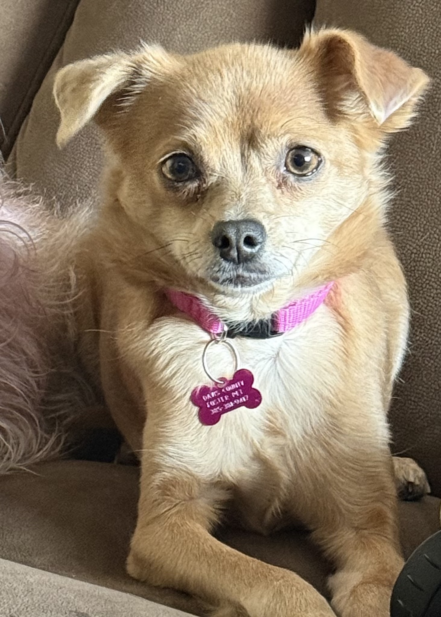 Picture of the Animal Listed