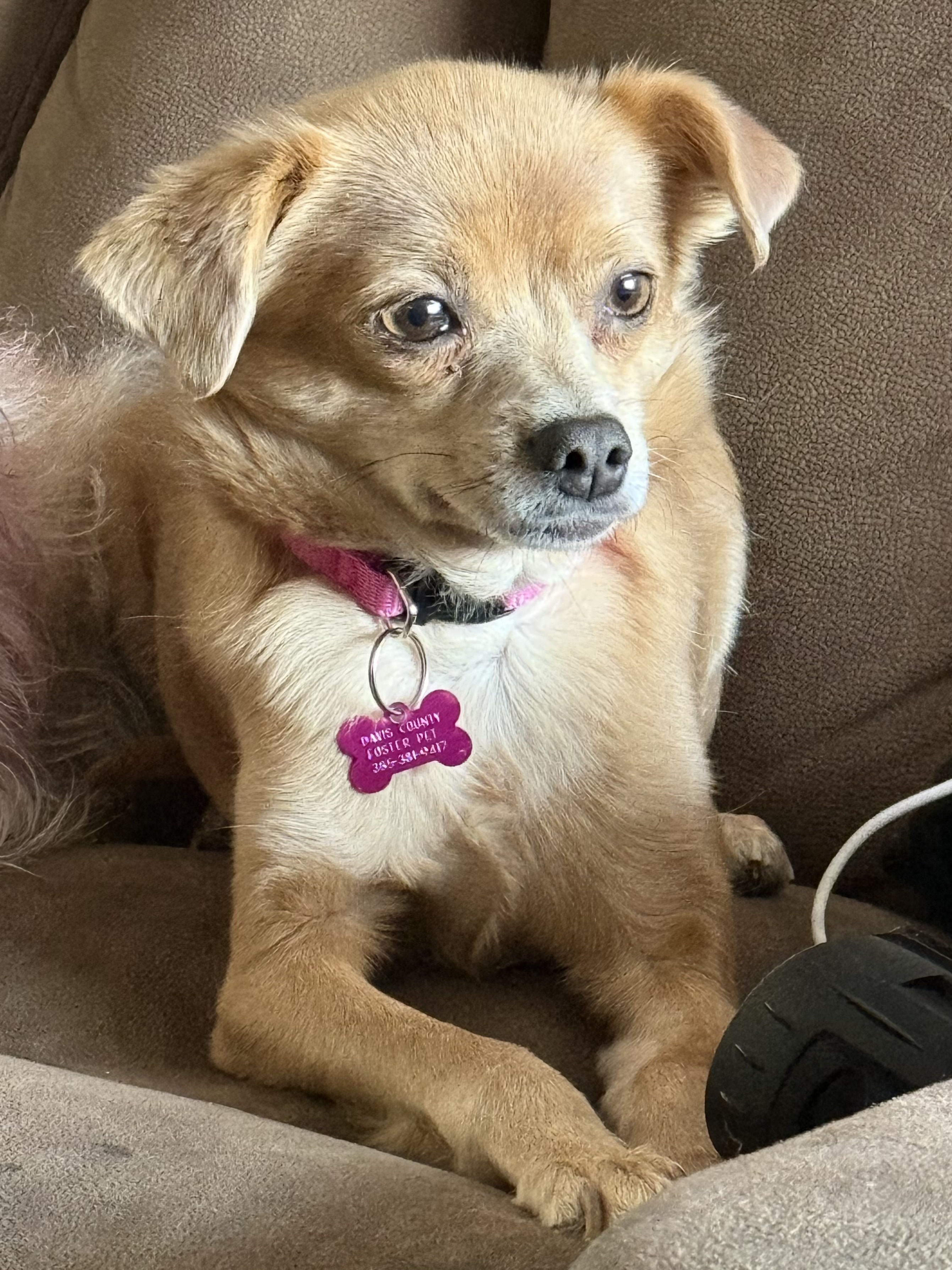 Picture of the Animal Listed