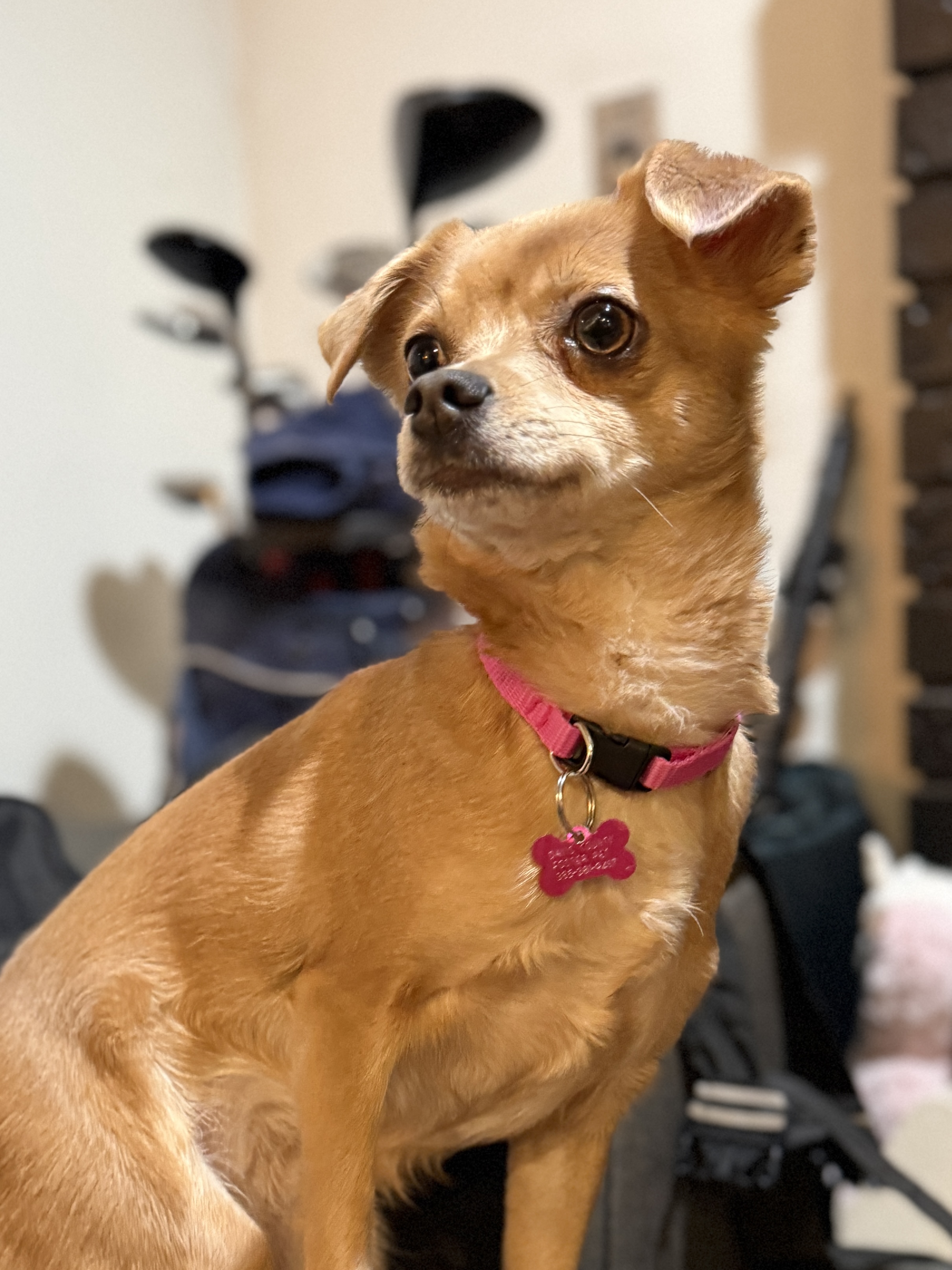 Picture of the Animal Listed