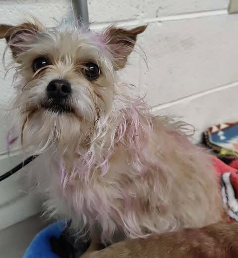 Picture of the Animal Listed