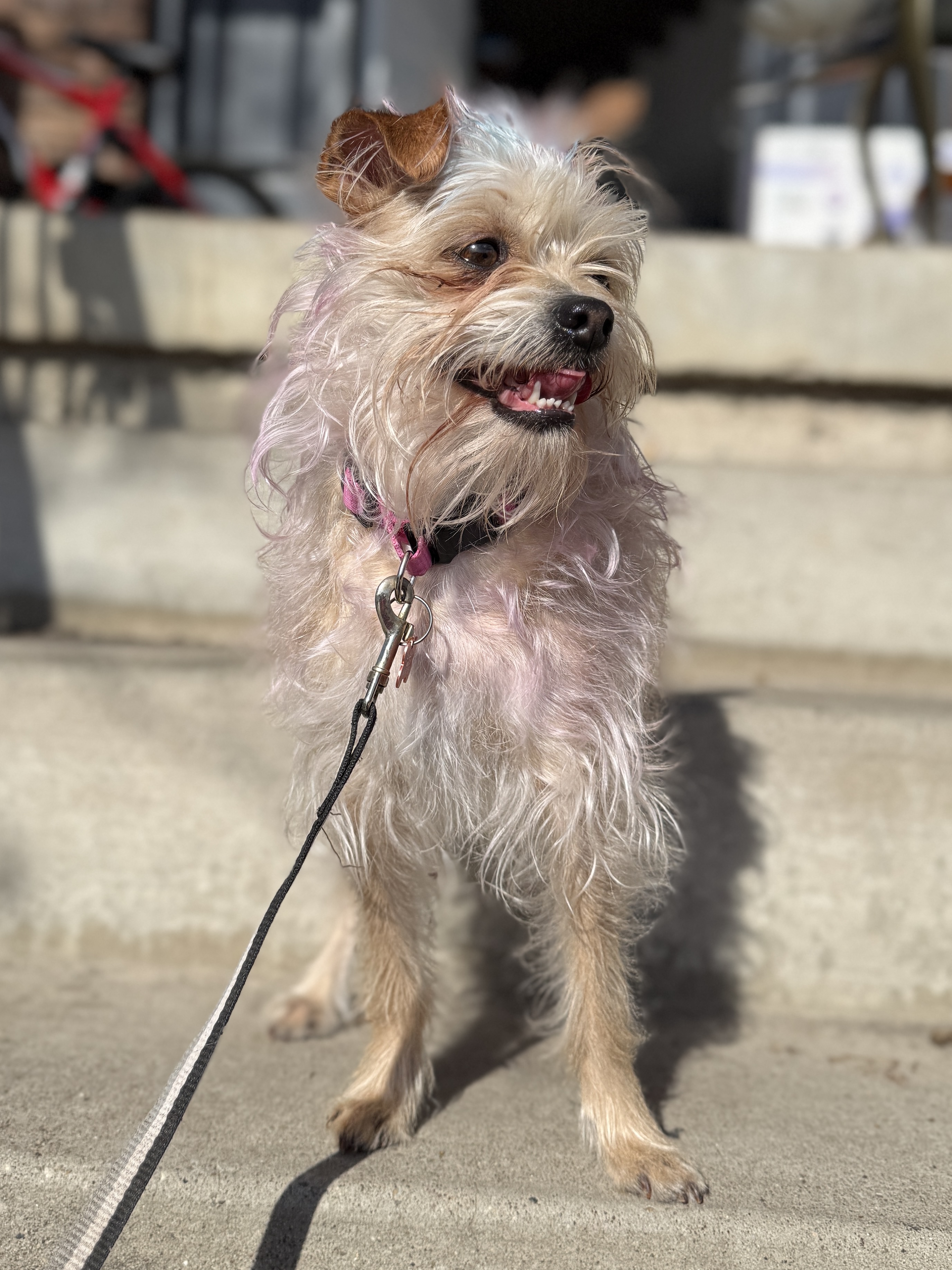 Picture of the Animal Listed