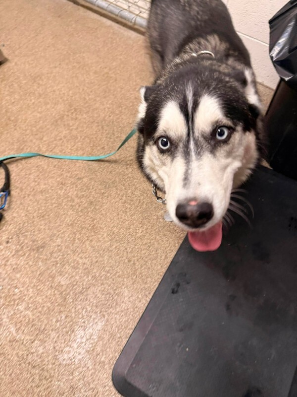 Picture of the Animal Listed