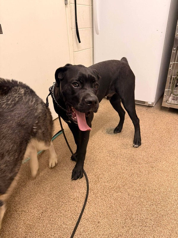 Picture of the Animal Listed