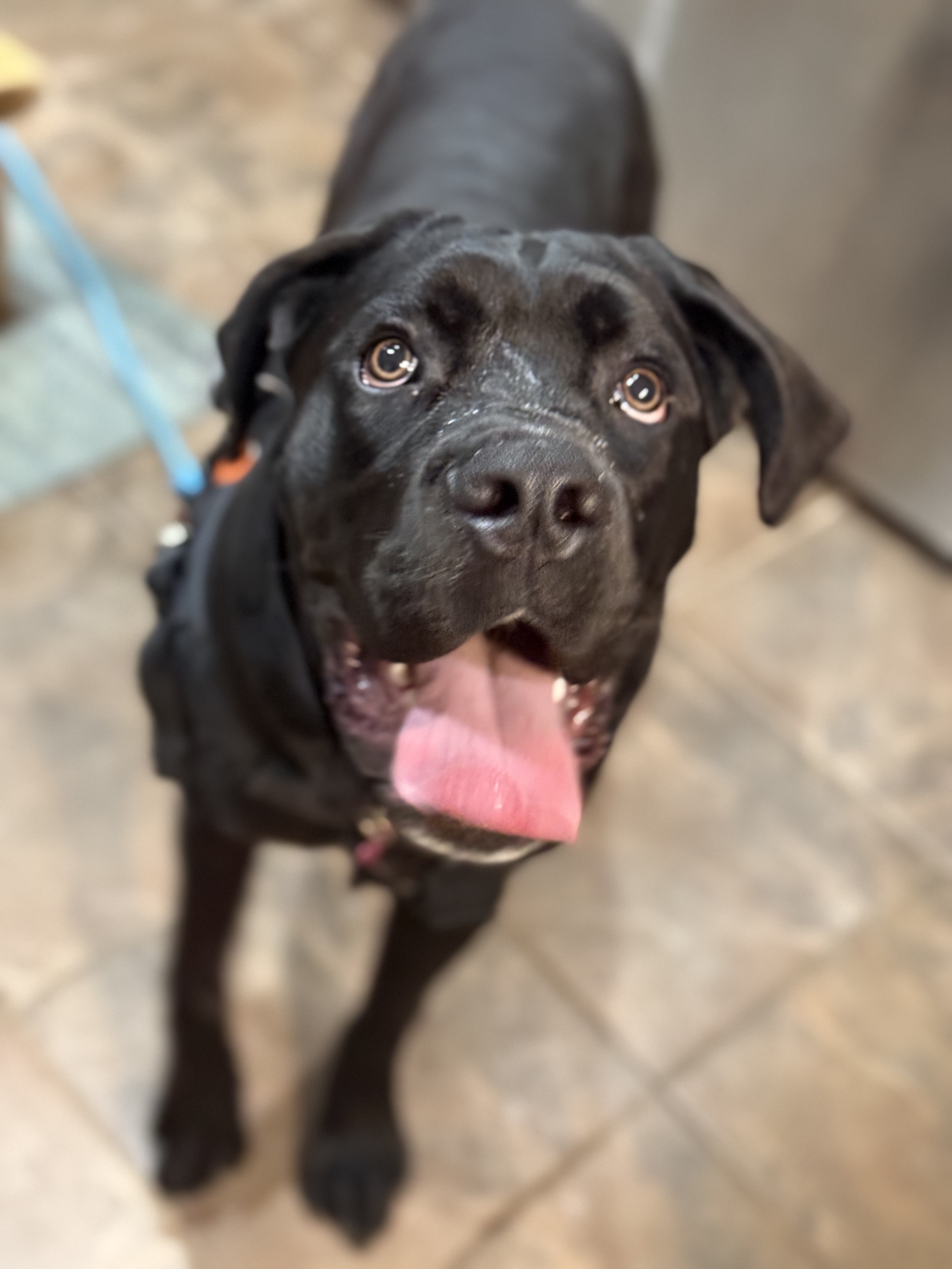 Picture of the Animal Listed