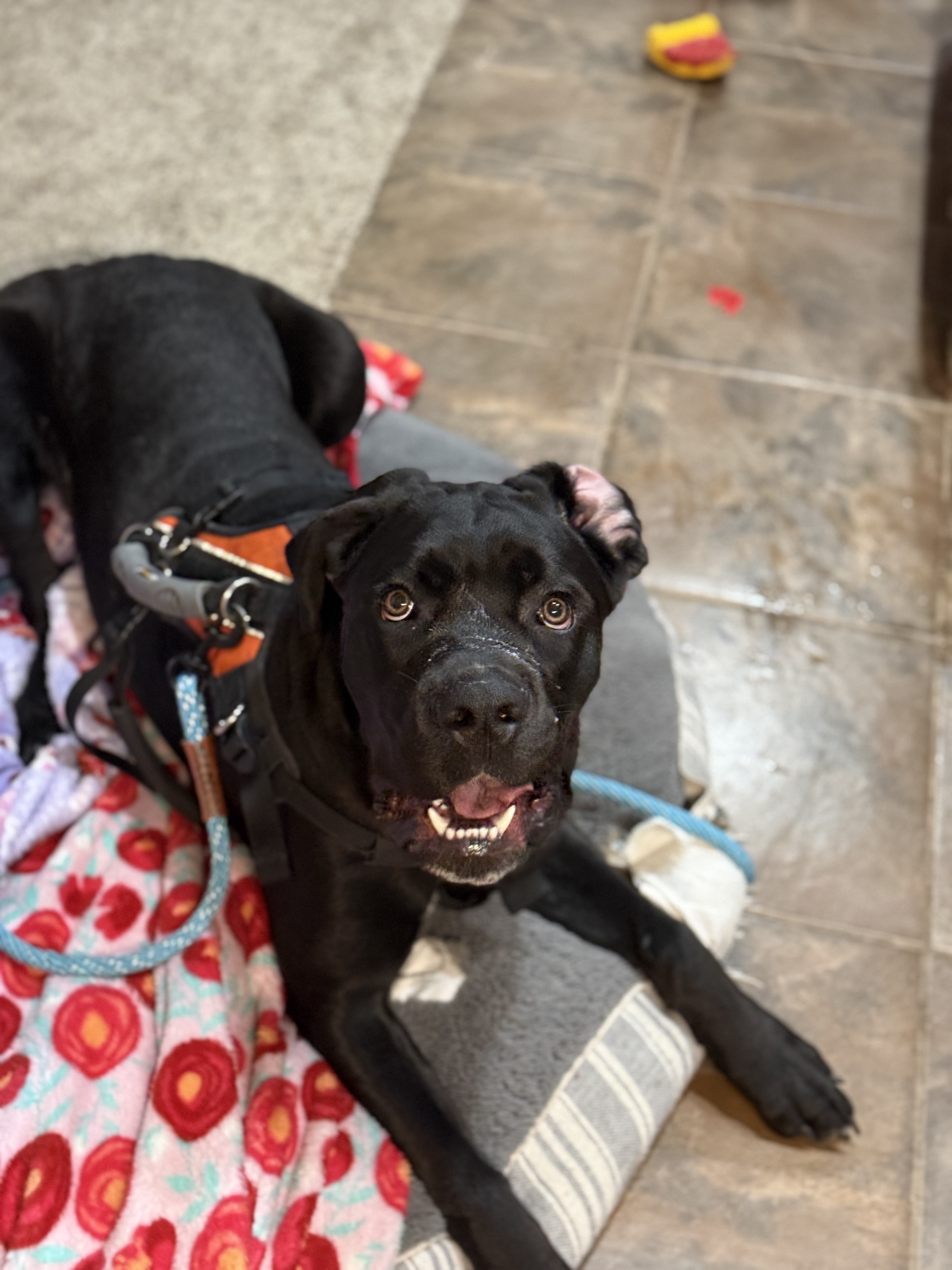 Picture of the Animal Listed