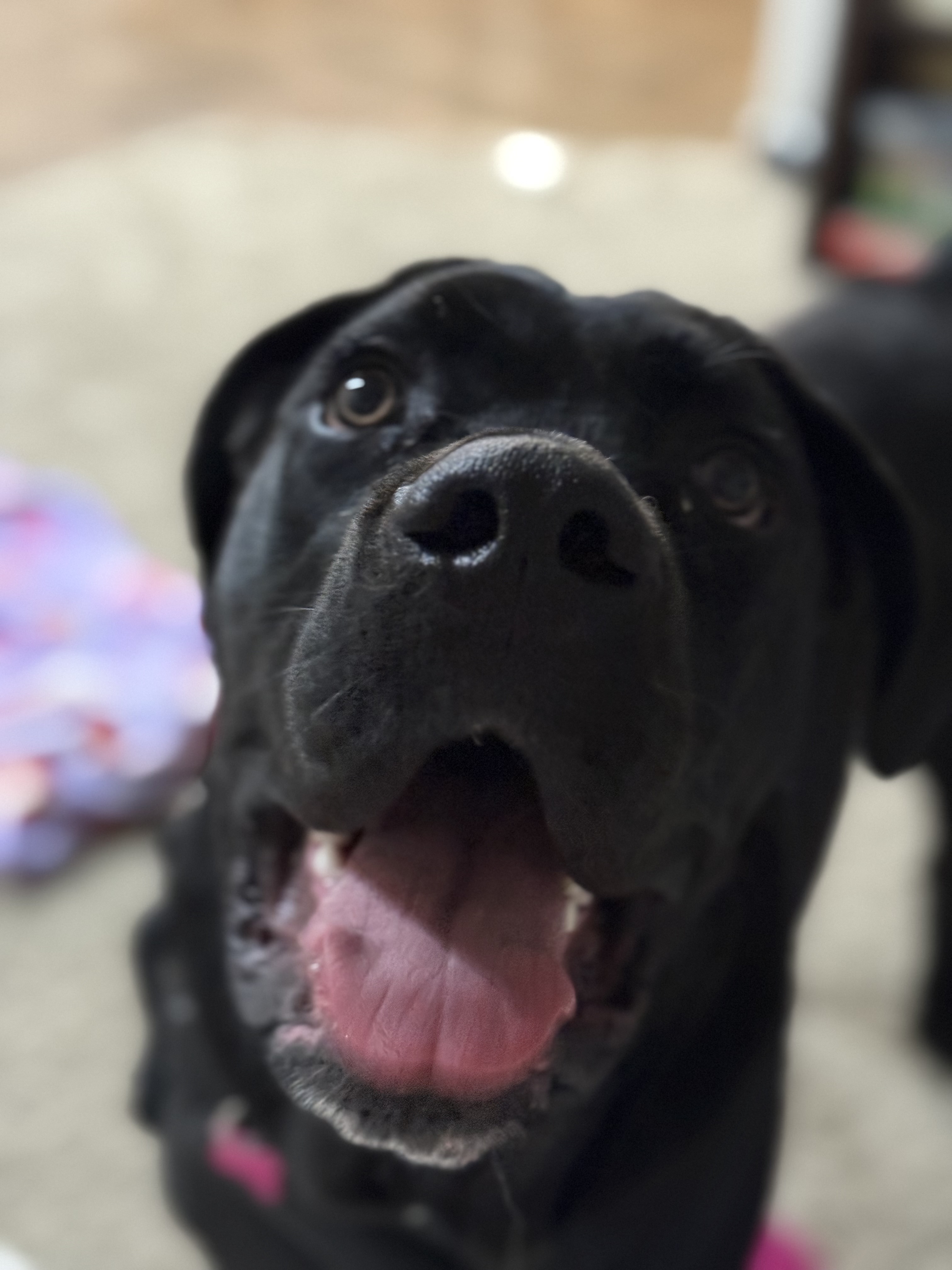 Picture of the Animal Listed