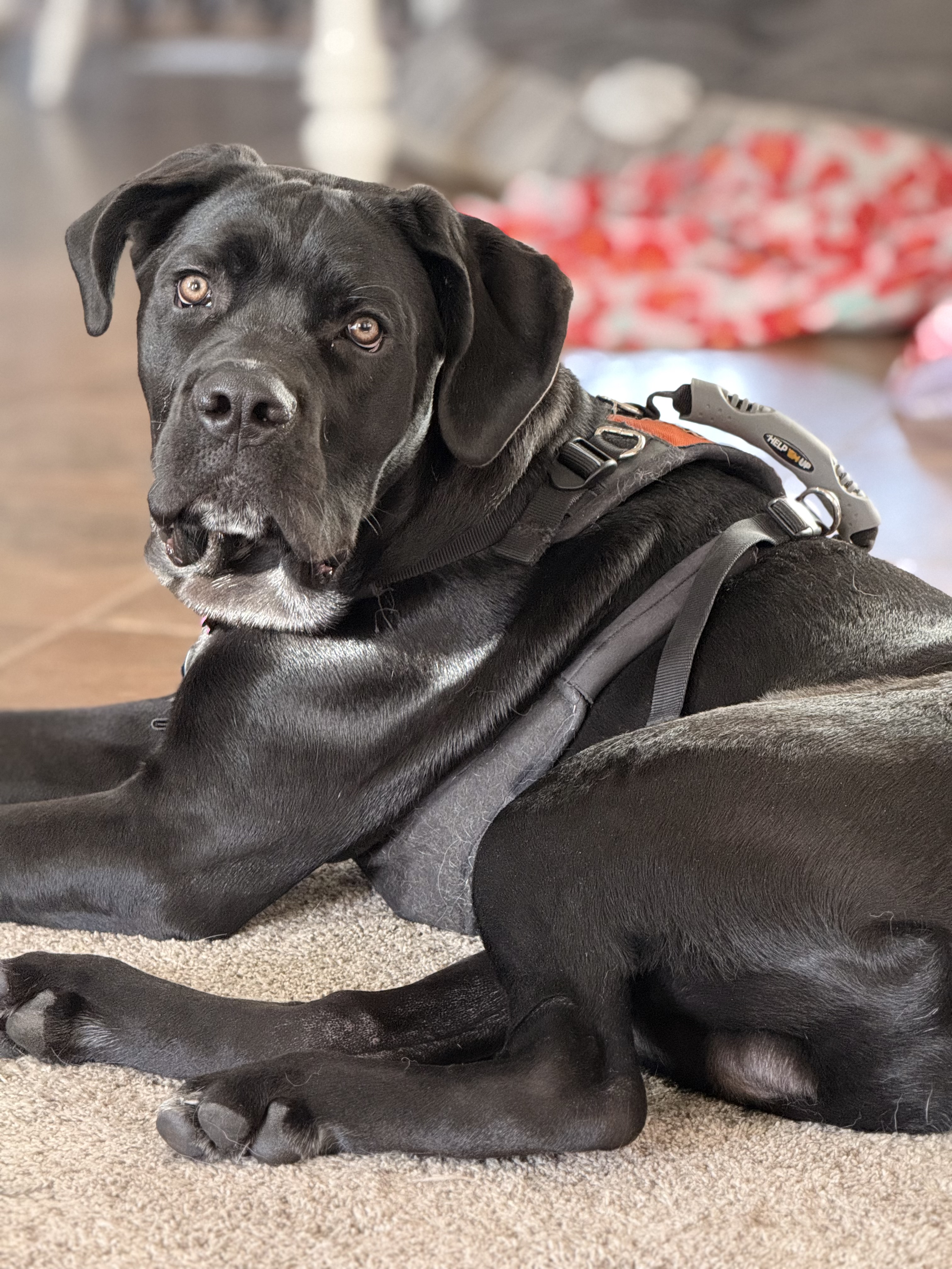 Picture of the Animal Listed