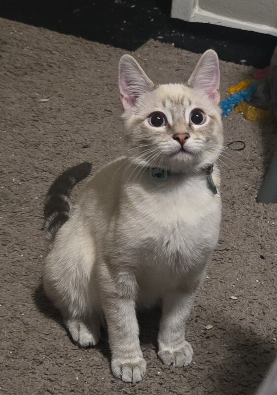 Picture of the Animal Listed