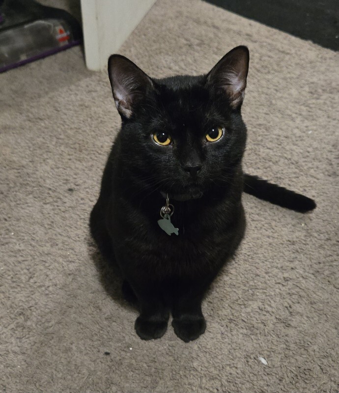 Picture of the Animal Listed