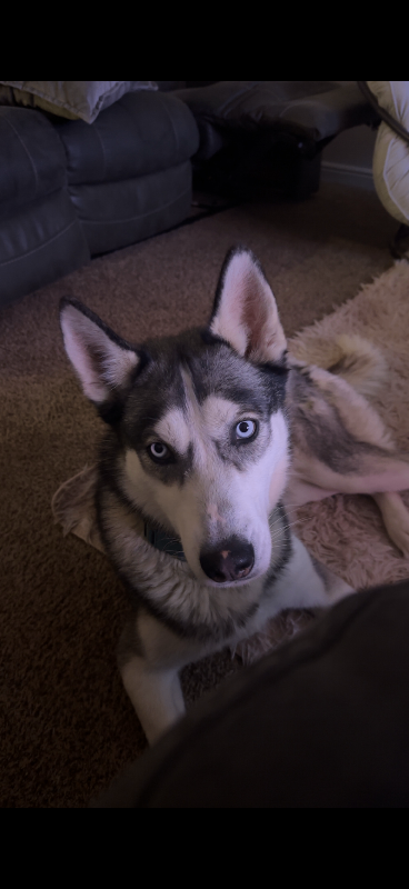 Picture of the Animal Listed