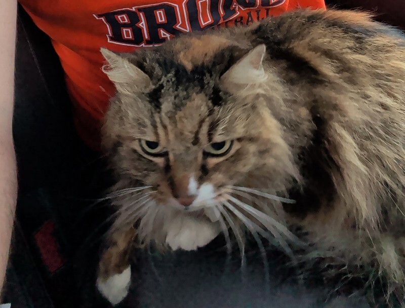 Picture of the Animal Listed