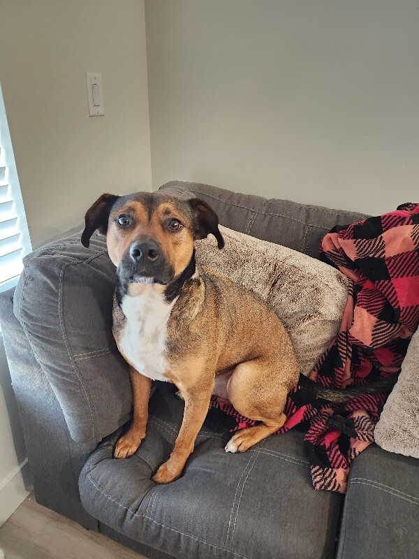 Picture of the Animal Listed