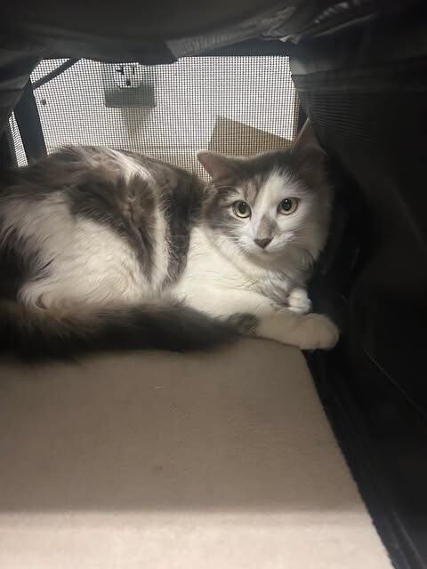 Picture of the Animal Listed