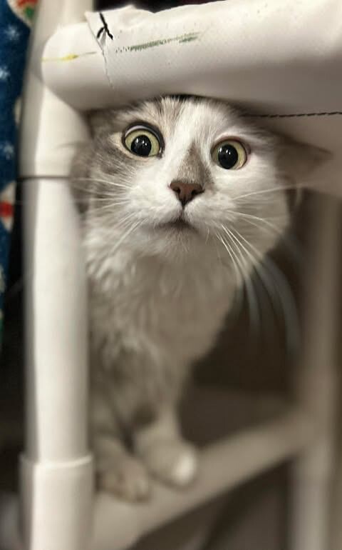 Picture of the Animal Listed