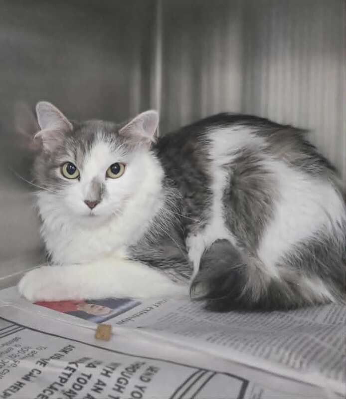 Picture of the Animal Listed