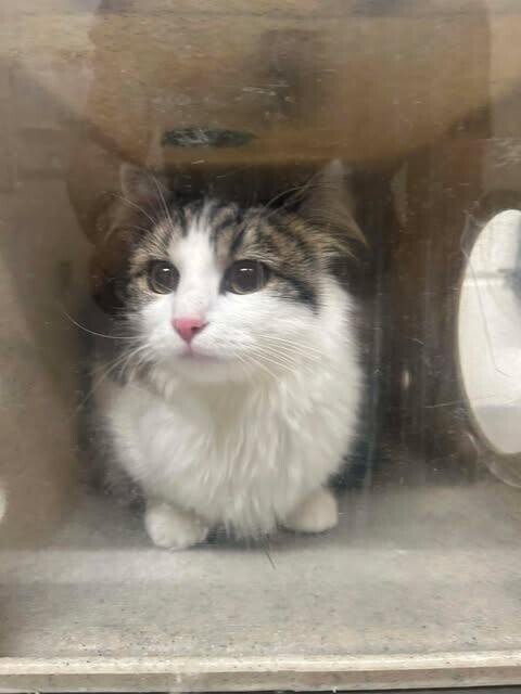 Picture of the Animal Listed