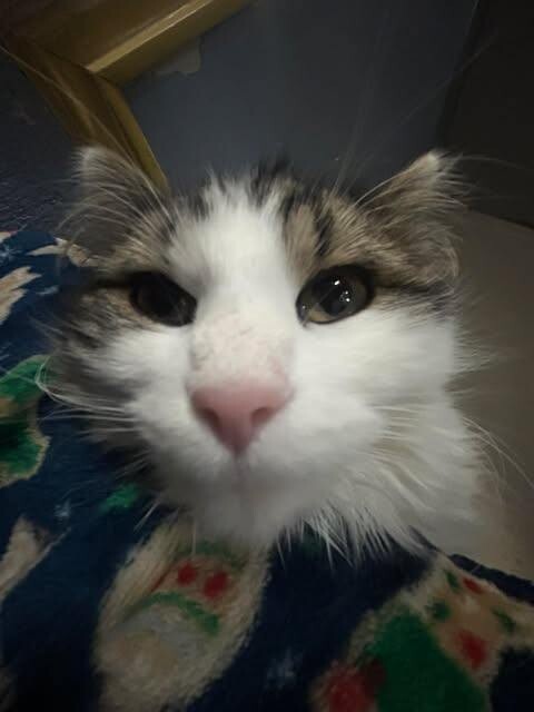 Picture of the Animal Listed