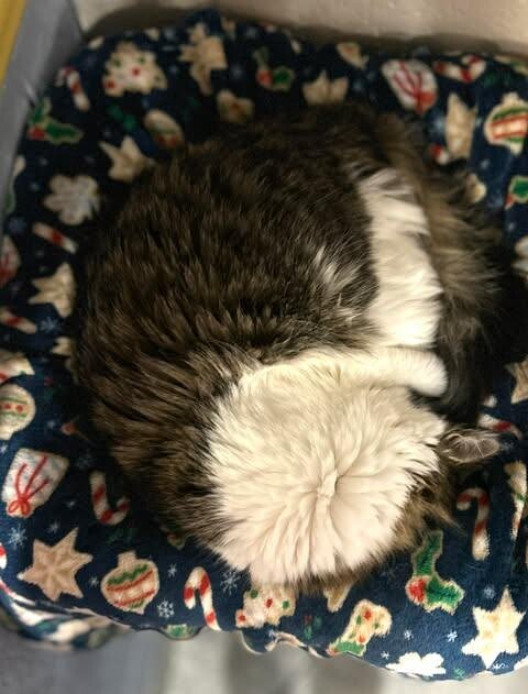 Picture of the Animal Listed