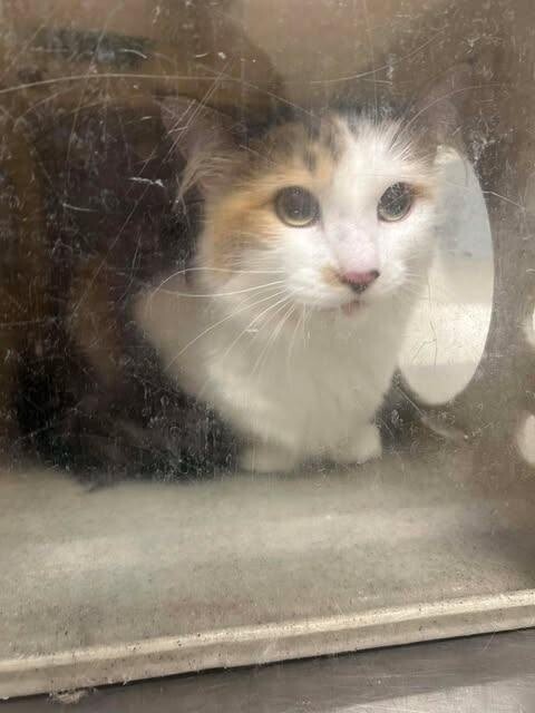 Picture of the Animal Listed