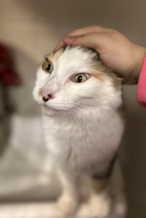 Picture of the Animal Listed