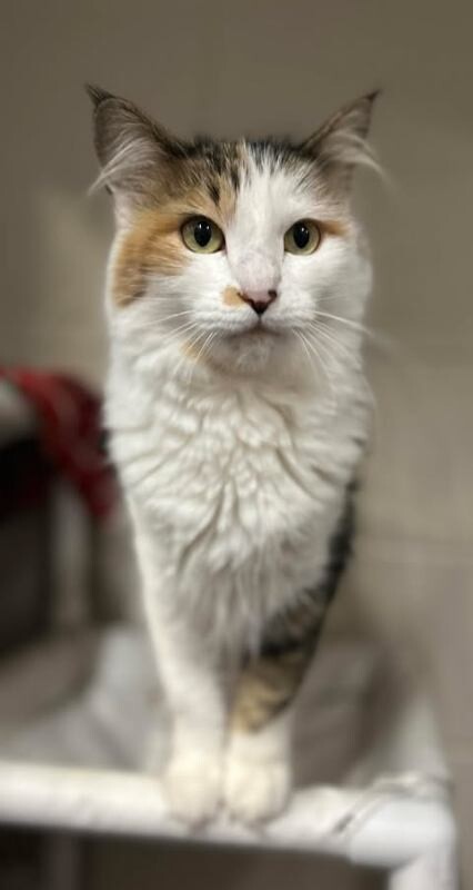 Picture of the Animal Listed