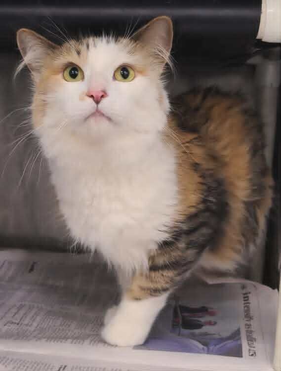 Picture of the Animal Listed