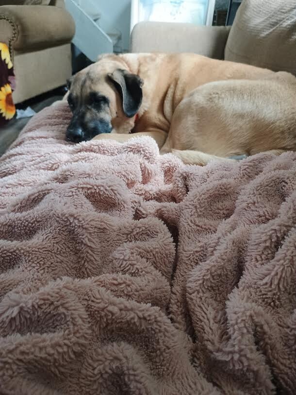 Picture of the Animal Listed