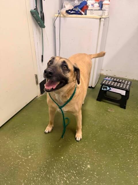 Picture of the Animal Listed