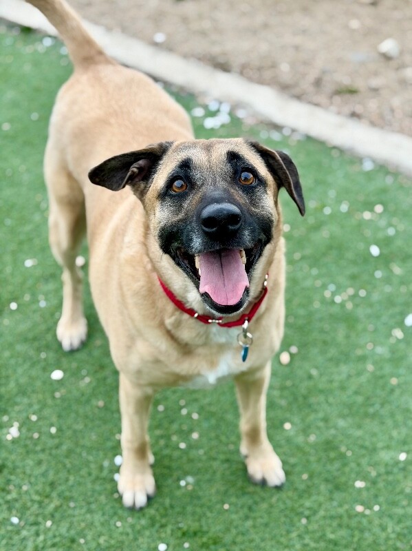 Picture of the Animal Listed