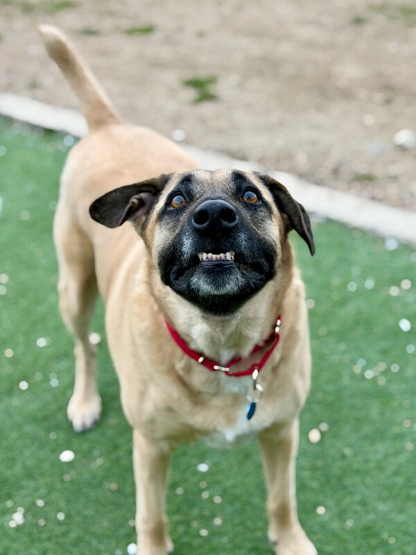 Picture of the Animal Listed