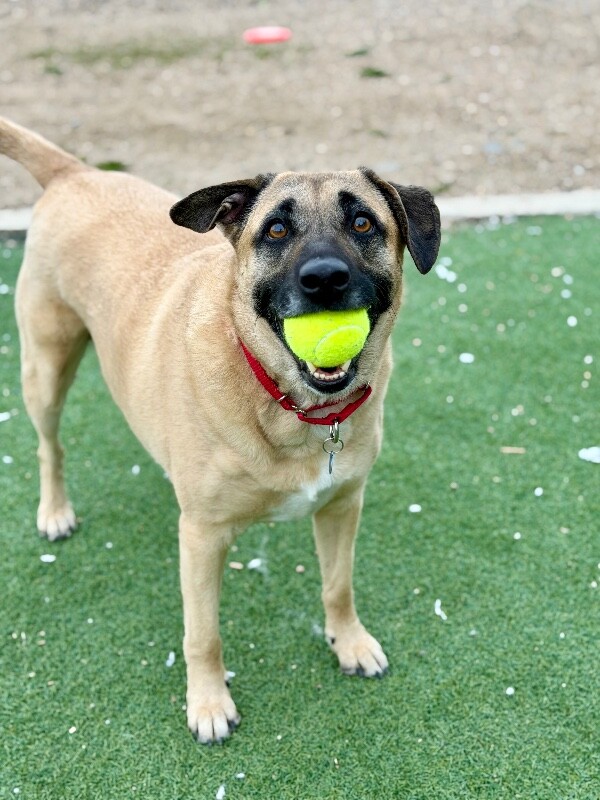 Picture of the Animal Listed