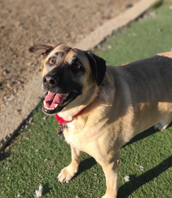 Picture of the Animal Listed